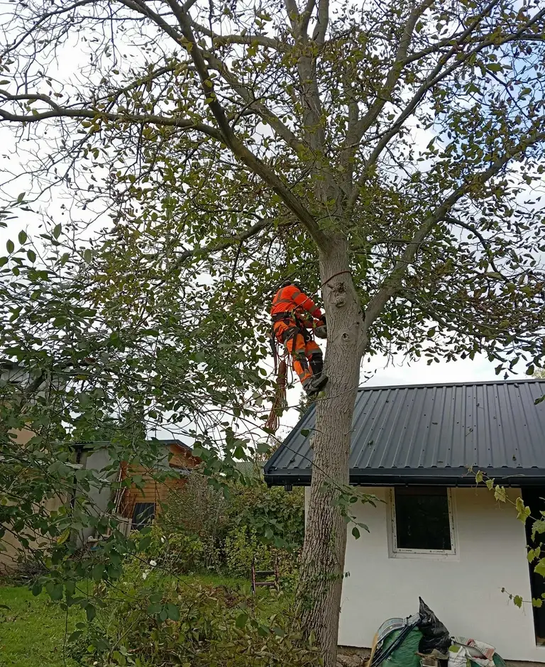 usuwanie trudnych i&nbsp;niebezpiecznych drzew