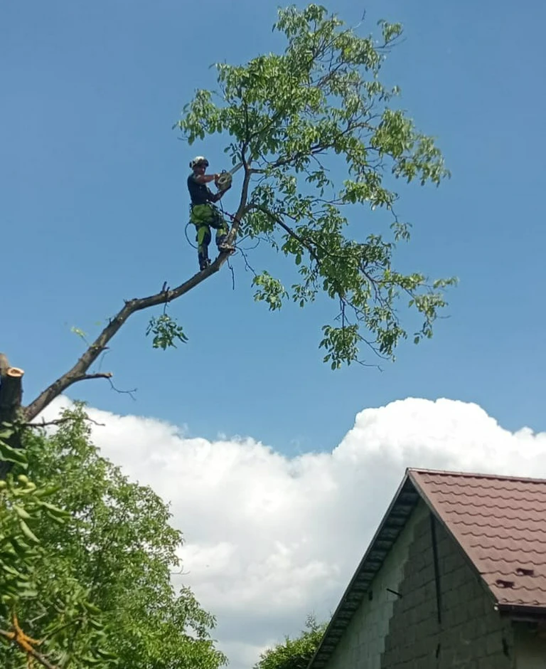 wycinka sekcyjna drzew metodą alpinistyczną