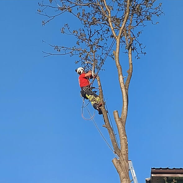 arborystyka