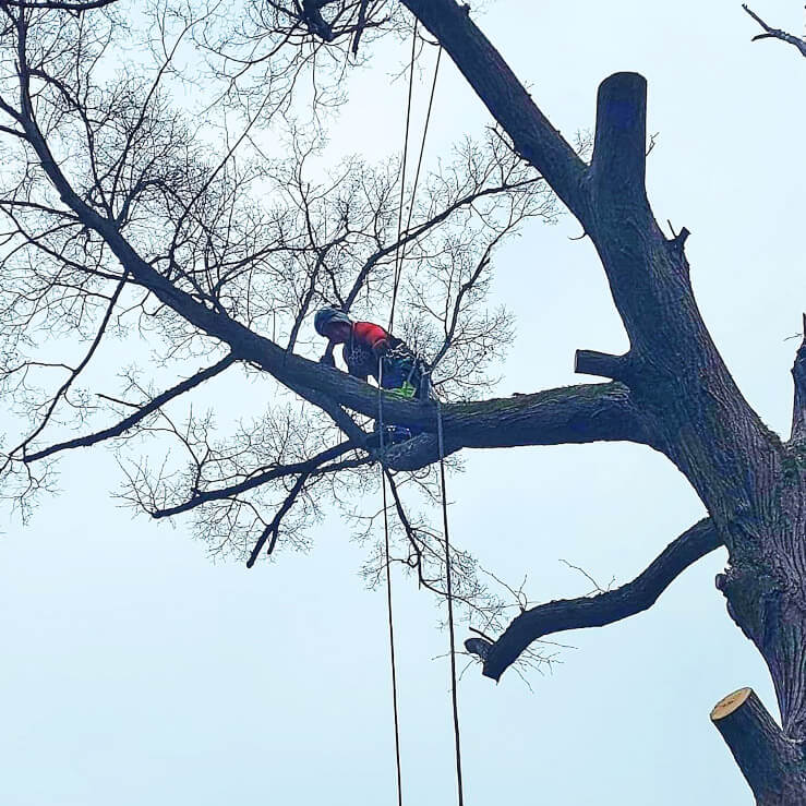 arborystyka3