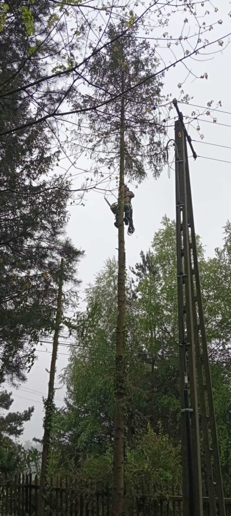 Przycinanie drzew metodą alpinistyczną