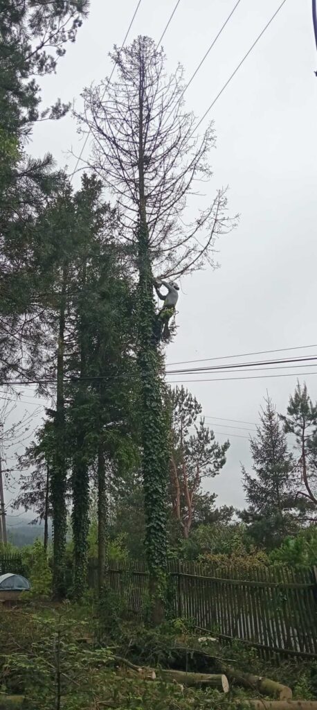 Przycinanie drzew metodą alpinistyczną