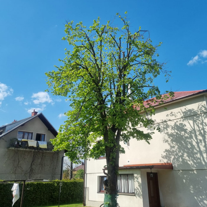 przyciete-drzewo