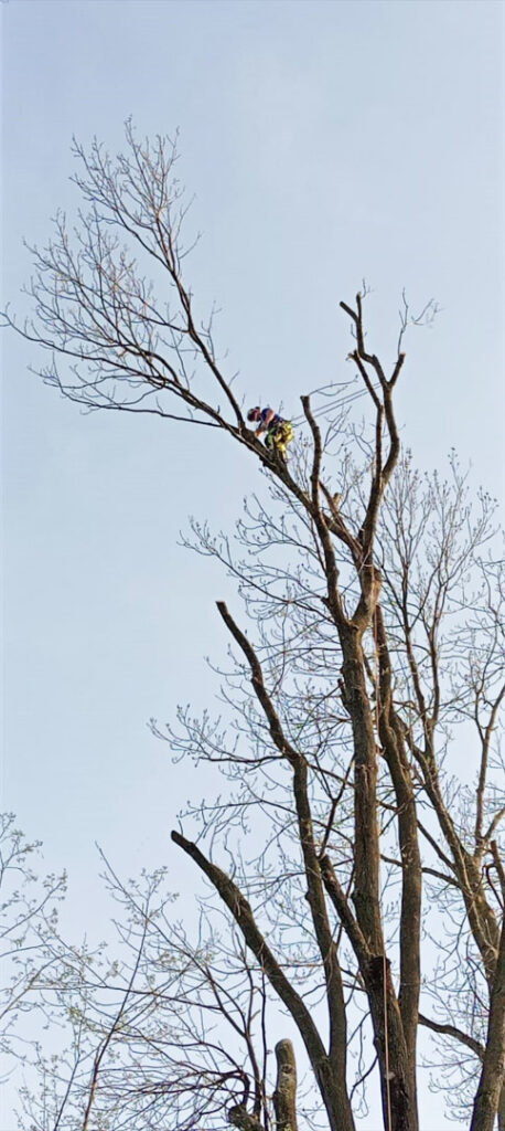 Przycinanie drzew metodą alpinistyczną