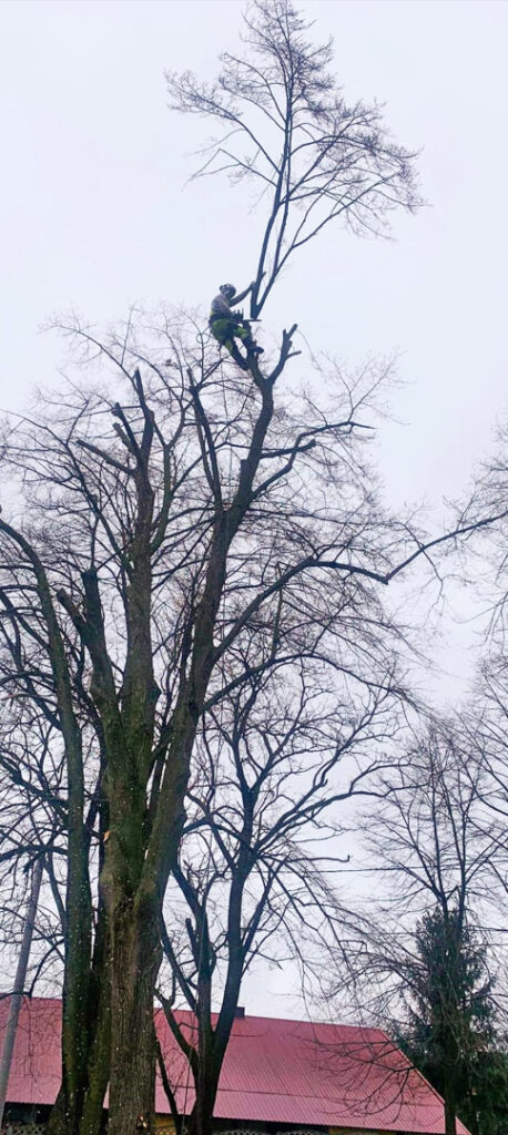 Przycinanie drzew metodą alpinistyczną