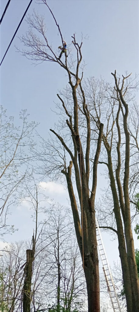 Przycinanie drzew metodą alpinistyczną