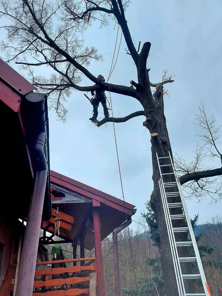 Przycinanie drzew metodą alpinistyczną