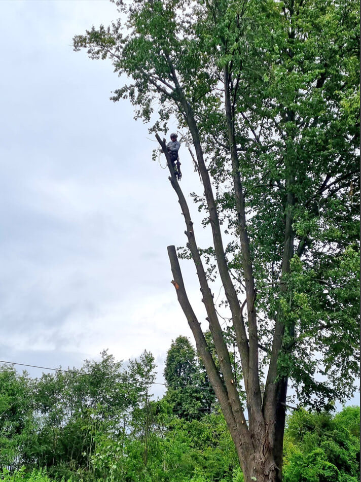 Przycinanie drzew metodą alpinistyczną